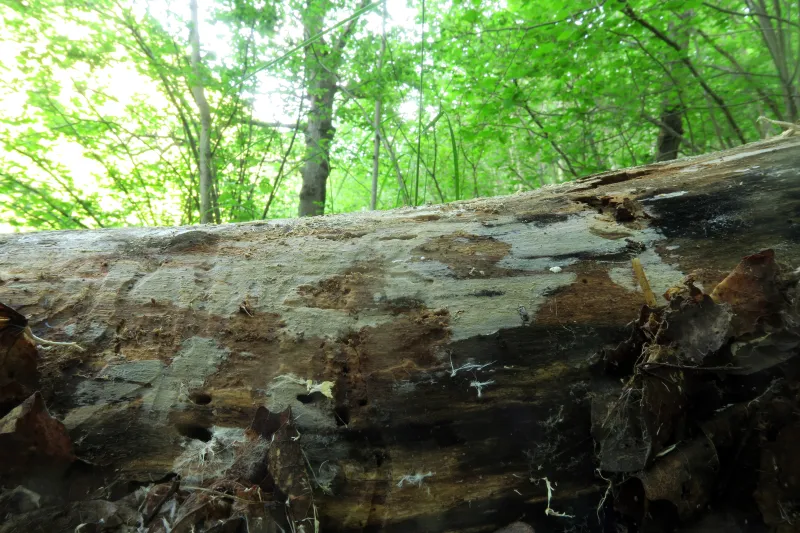 Basidiodendron caesiocinereum 1 - IMG_4186